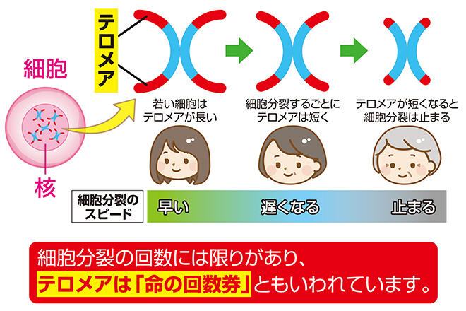 年齢とともにテロメアは短くなる