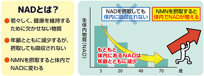 NADとは？