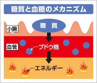 糖質と血糖のメカニズム