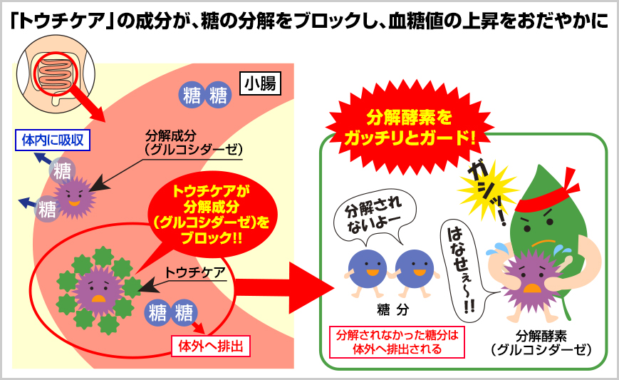 「トウチケア」の成分が、糖の分解をブロックし、血糖値の上昇をおだやかに